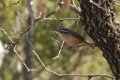 Carolina Wren 2016-02-13